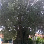 Marketos *