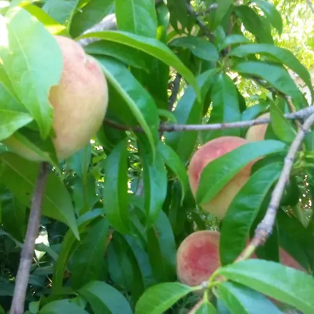 Marketos Svoronata