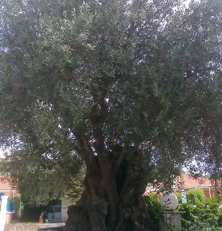 Marketos *