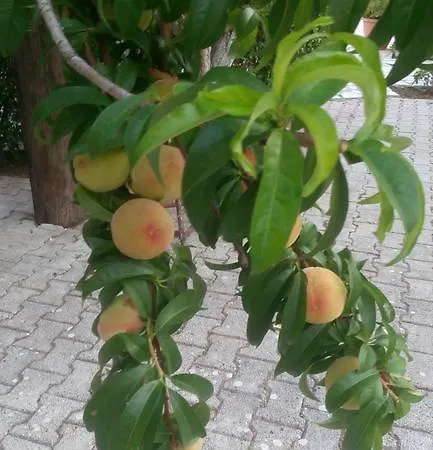 Lejlighed Marketos