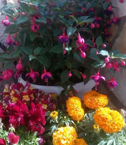 市场公寓 斯沃伦塔